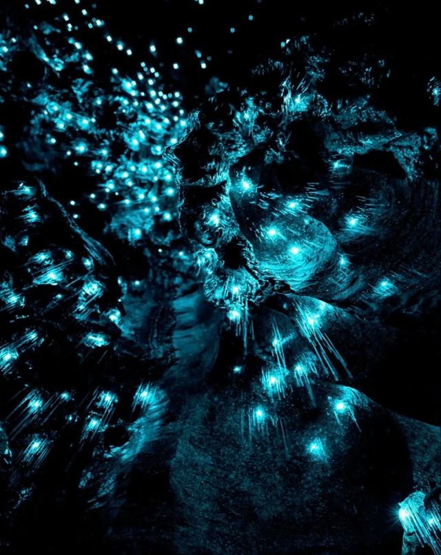 Magical Blue Glow Worm Night Tour in Springbrook
