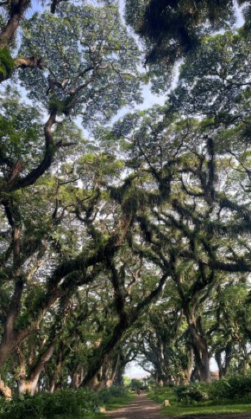 สุราบายา LOTR Forest: ก้าวเข้าสู่ดินแดนมหัศจรรย์ที่ได้รับแรงบันดาลใจจากมิดเดิลเอิร์ธ 🌿