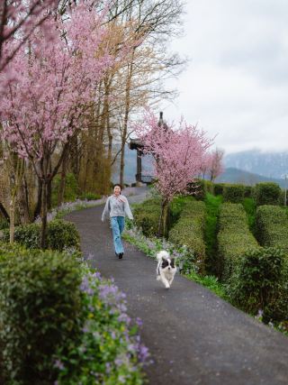 3.16 ถ่ายจริง! คลิกดูฤดูใบไม้ผลิที่เฉียนซานชาตู่～