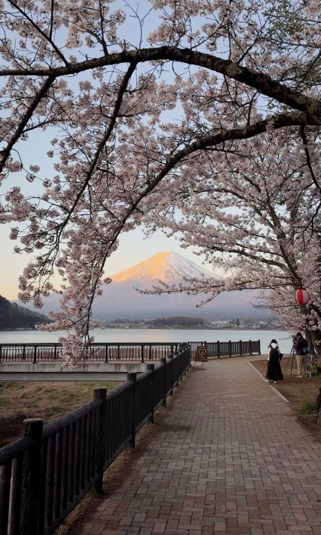 4月9日ライブ 富士山河口湖の桜が満開に〜撮影スポット付き | Trip.com