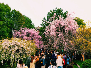 🌺The Ultimate Flower Viewing Showdown: Beijing vs Shanghai, Which Is More Worth Visiting
