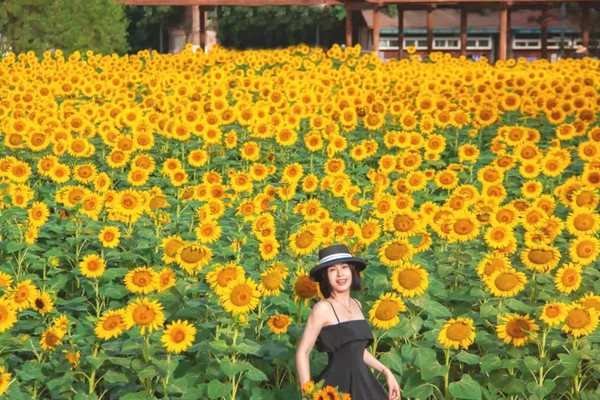 7.6実写??真夏のトップスター奥森の百畝のひまわり畑 | Trip.com 北京