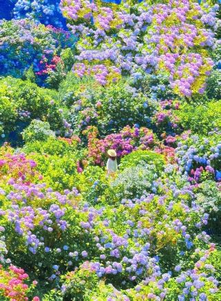 6月、紫陽花の饗宴へ