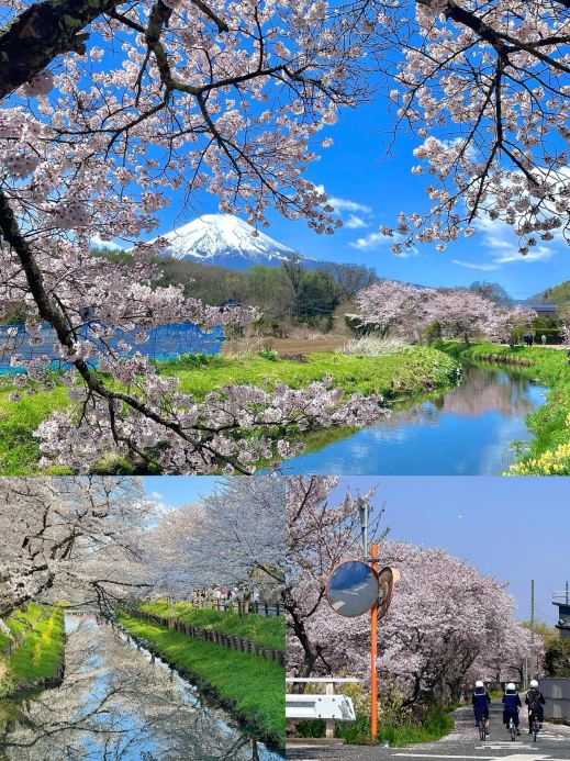 Japan's legendary spring photo spot! The ultimate expression of