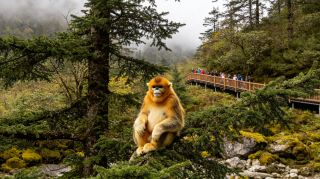 Shennongjia, Hubei: A Guide to Niche and Unique Experiences