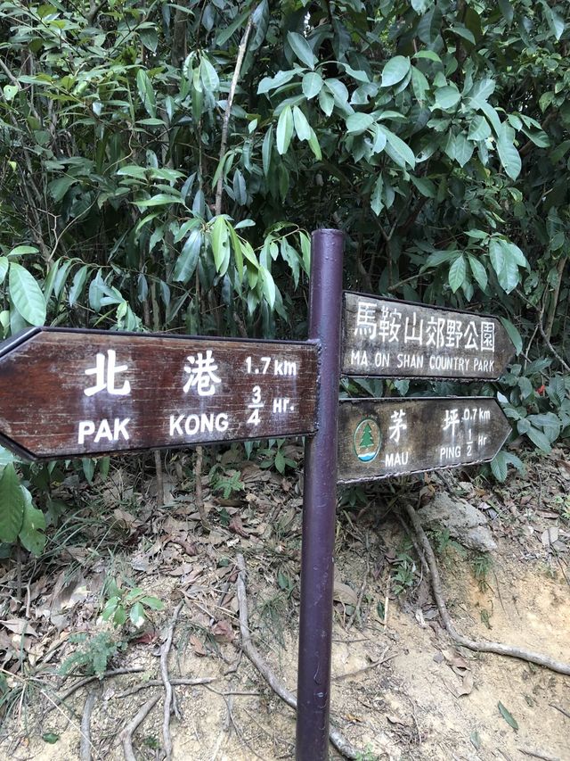 香港新手行山🍀茅坪藤皇+竹林隧道路線