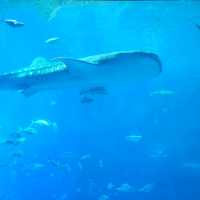 大迫力！美ら海水族館🐬
