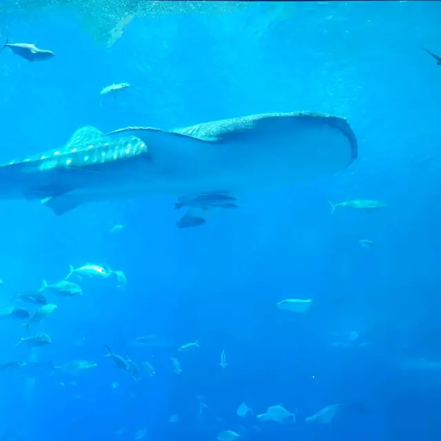 大迫力！美ら海水族館🐬