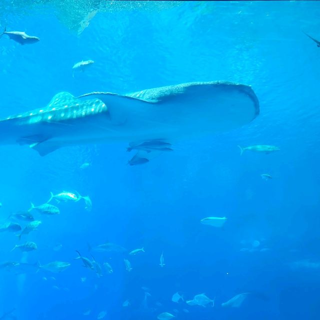 大迫力！美ら海水族館🐬