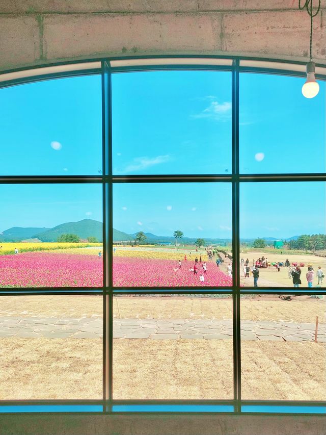 제주의 봄꽃 명소 3곳✨보롬왓, 녹산로, 오설록