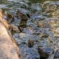 Turtle Tales: Love & Tranquility in heart of Bangkok!
