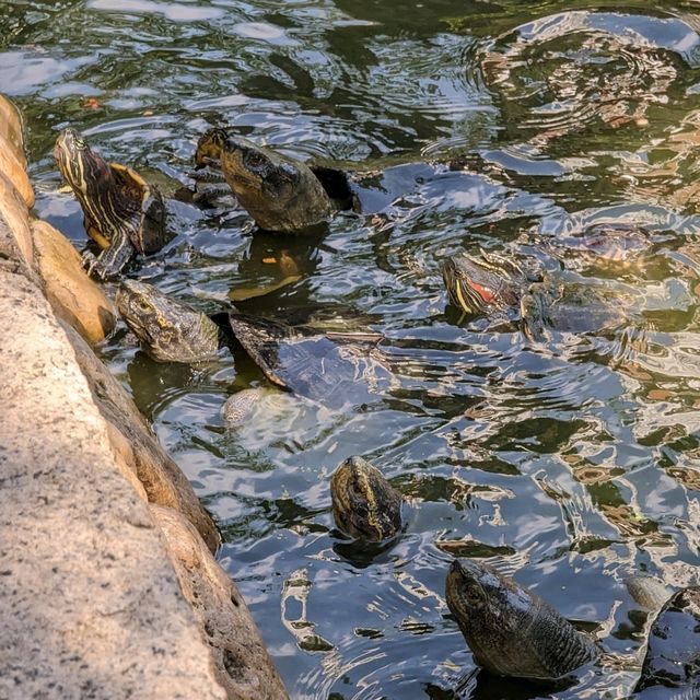 Turtle Tales: Love & Tranquility in heart of Bangkok!