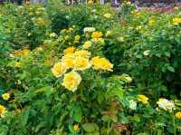 เที่ยวญี่ปุ่น Gifu World Rose Garden 