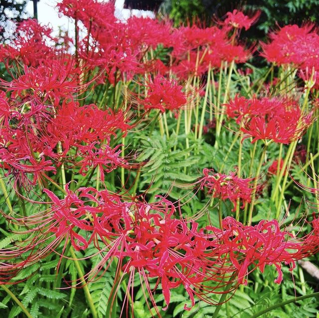 天王川公園