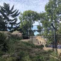 【北海道・旭川】動物の自然な様子が観察できる🐆🐐🦍
