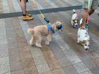 SingaPAW Weekend 58