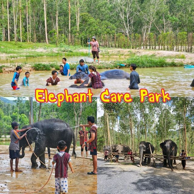 Elephat care park phuket