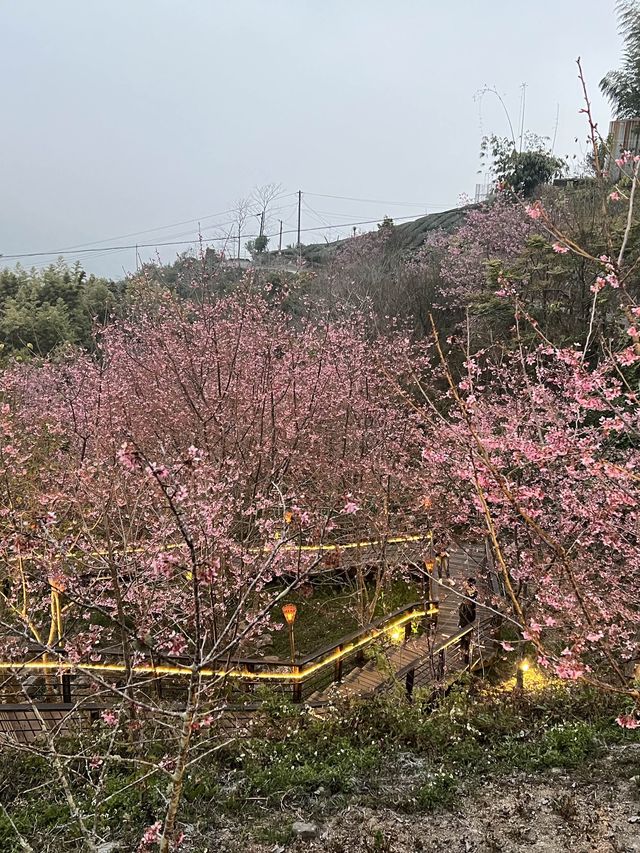 嘉義｜阿里山⛰️櫻花季必來景點🌸附夜櫻及奮起湖必吃小吃🔥