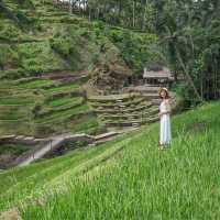 Amazing Rice Field Bali