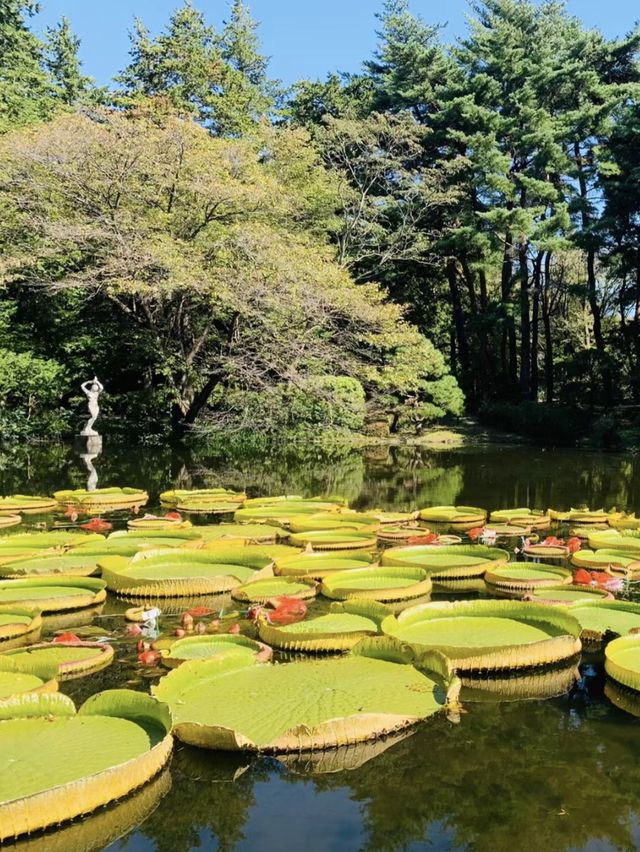 神代植物公園～大自然的綠寶石💚🌿🌺