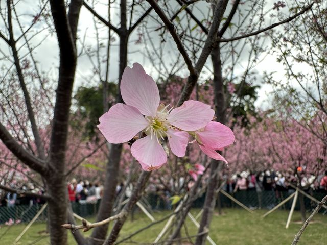 本地遊 | 東涌 | 捉緊櫻花園廣州櫻的尾巴