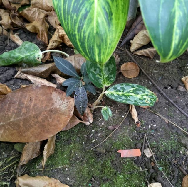 台中 國立自然科學博物館植物園

