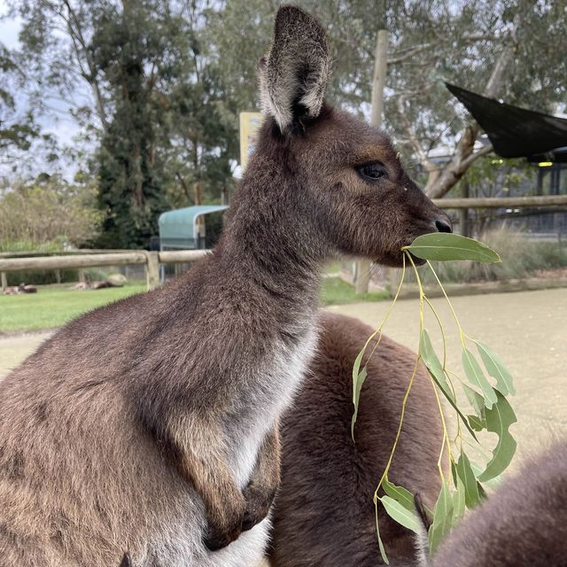 澳洲｜維多利亞州｜Ballarat 野生動物園