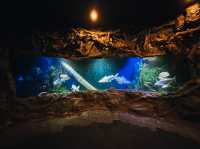 ท่องเที่ยวกับโลกใต้ท้องทะเล Underwater World ญาจาง