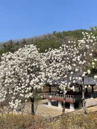 고즈넉한 분위기에 봄꽃 즐기기, “우암사적공원”🌼