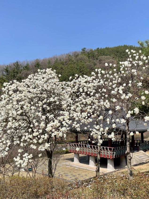 고즈넉한 분위기에 봄꽃 즐기기, “우암사적공원”🌼