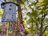 世界遺産　天龍寺