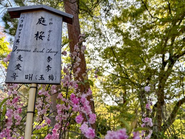 世界遺産　天龍寺