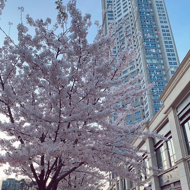 멀리가지 않아도 즐길수 있는 봄