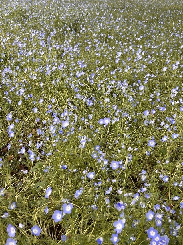 東京【日比谷公園】東京の公園でネモフィラが見れる場所💙