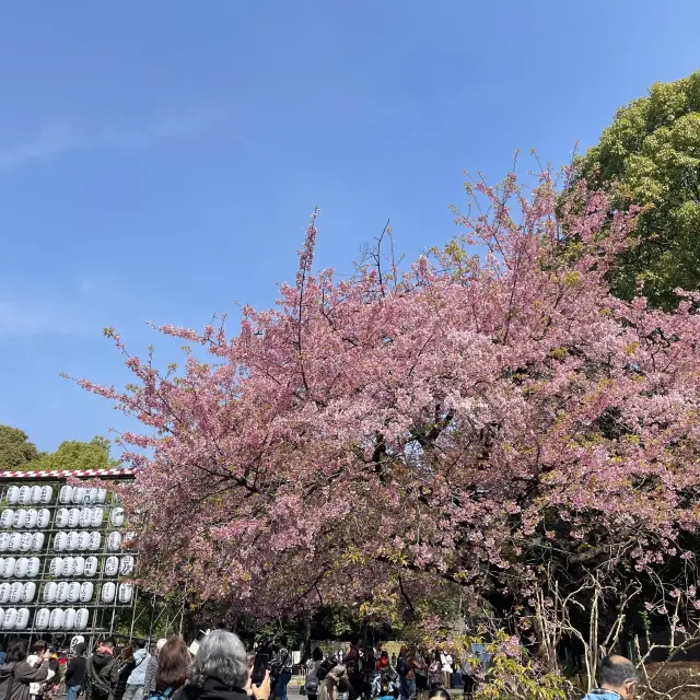 櫻花樹下之東京篇