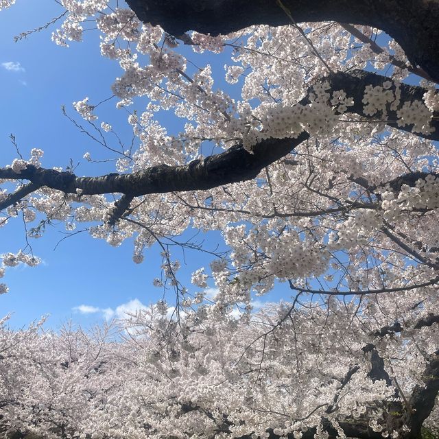 抓緊櫻花季節🌸的尾巴