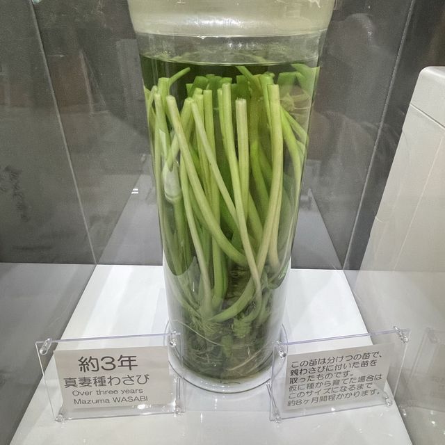 【静岡】伊豆わさびミュージアムとわさびグルメ