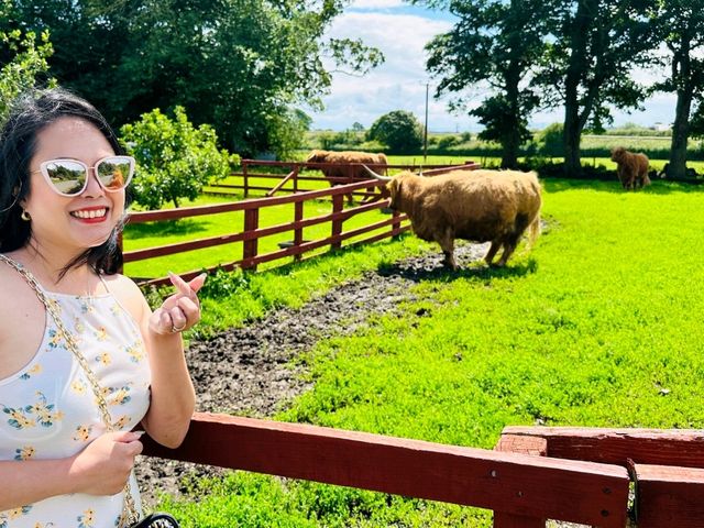 Gentle Giant Cows of Scotland! 🏴󠁧󠁢󠁳󠁣󠁴󠁿