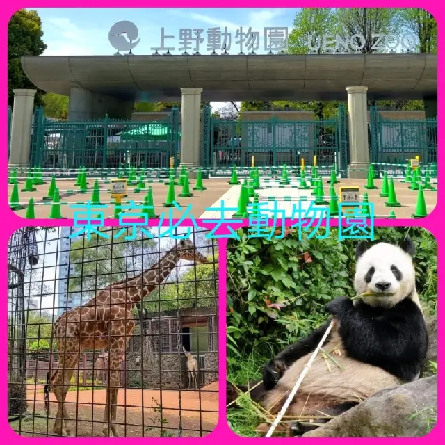 東京人氣動物園🐅🐘🐐🐼🐼