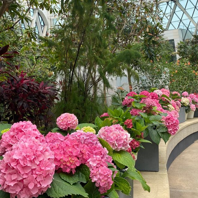 화려한 수국축제 마곡나루 서울식물원🌸