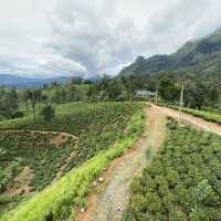 ヌワラエリア、DAMRO tea centre