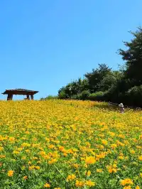 서울 노랑 코스모스하면 여기! 올림픽공원🌼