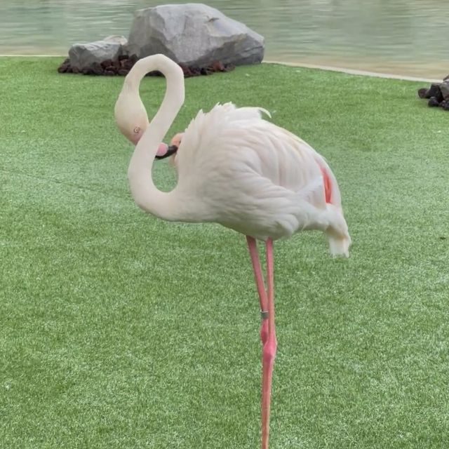 愛媛県立Tobe 動物園 🐼🌴與可愛動物的奇幻相遇