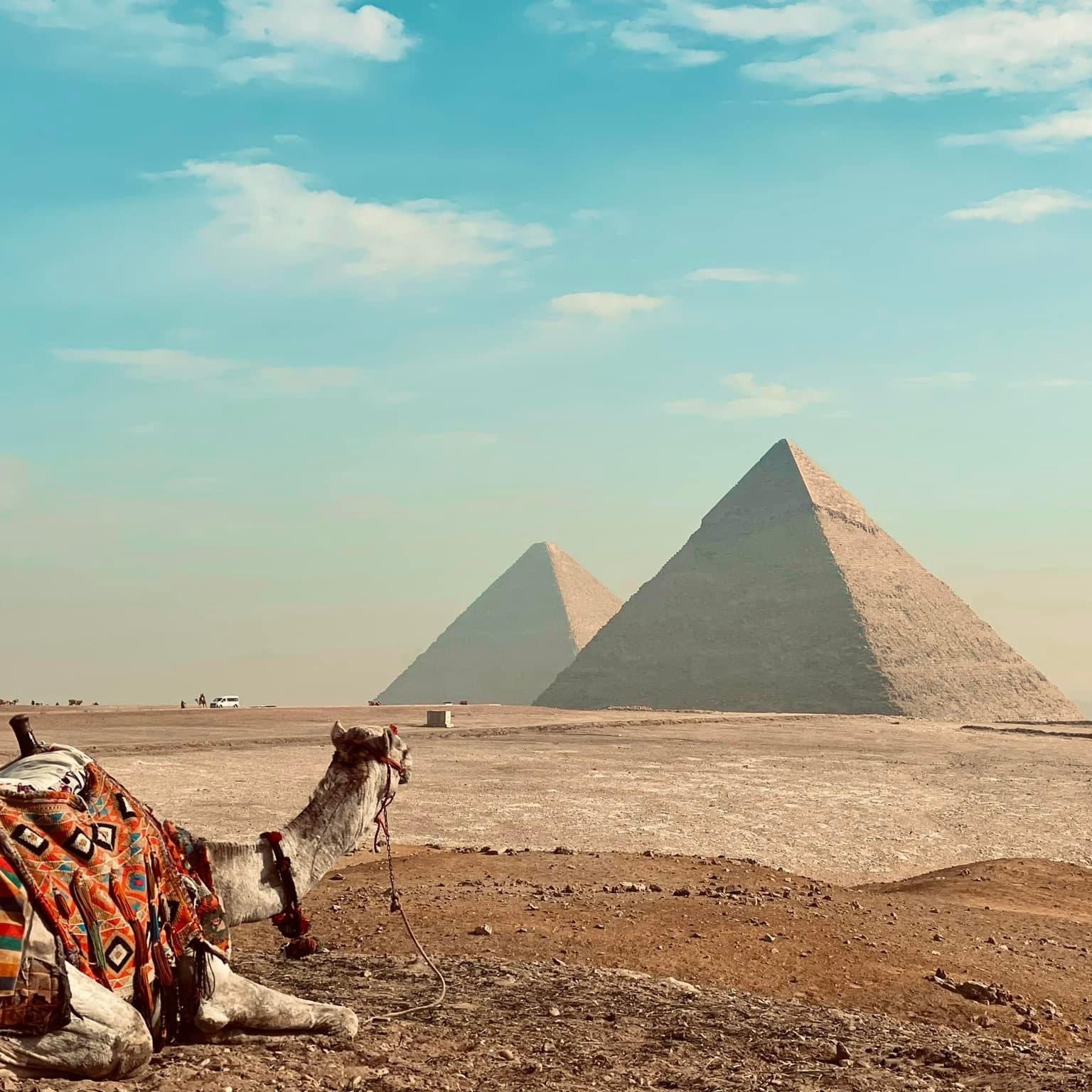 エジプトのグルデンラクダ エジプトのグルデンラクダ エジプトのグルデンラクダ