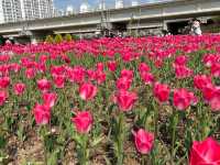화명생태공원 튤립 ! 봄에는 튤립도 있어요🌷