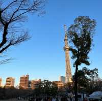 【東京】夕暮れ時の隅田公園の桜