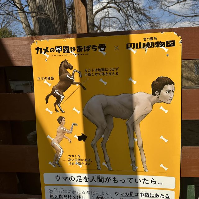 円山動物園 本地人和遊客都值得一遊的地方👍🏻