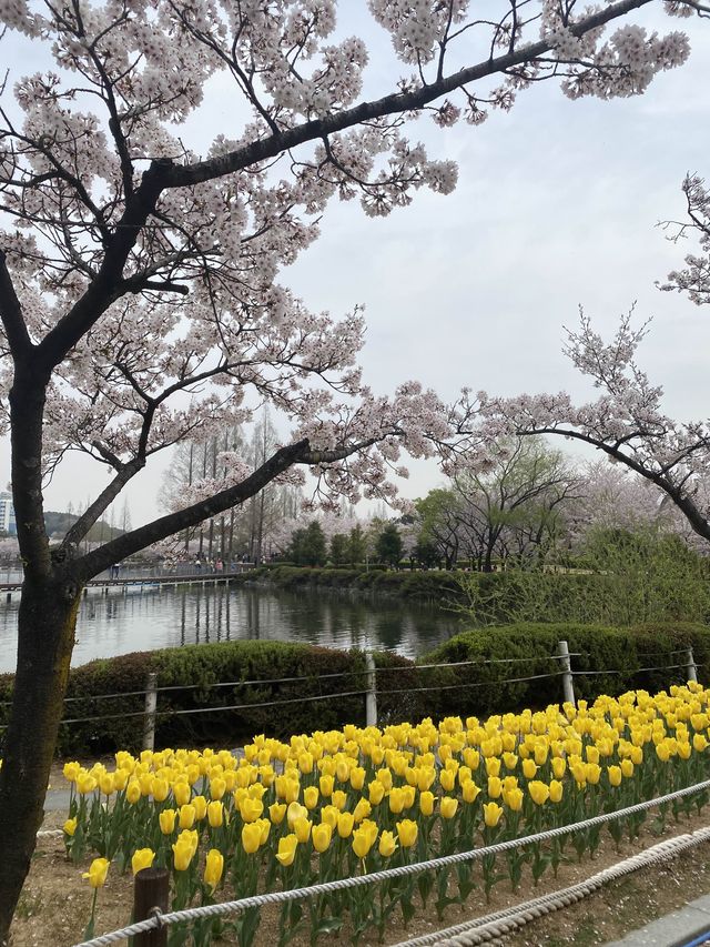 🌸🌷벚꽃과 튤립 함께 볼 수 있는 곳🌷🌸
