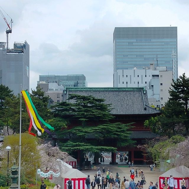世界中の観光客を呼び寄せる桜の増上寺