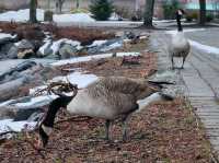 Hudson's Winter Tapestry: Nature Meets Urban Life